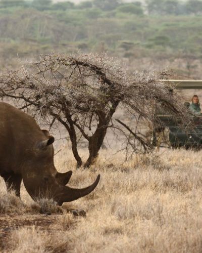 Top 10 Things To Do in Kenya - wildlife safari in Lewa