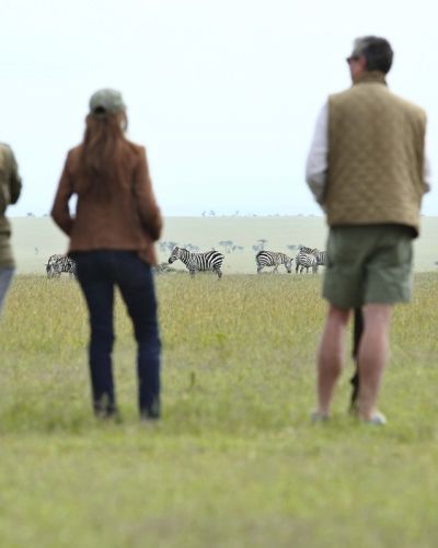 Zebra watching in Laikipia - Ol Pejeta / Solio, Kenya