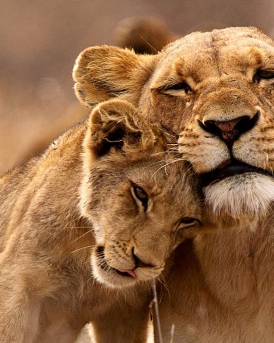 Lions Kruger South Africa Tour