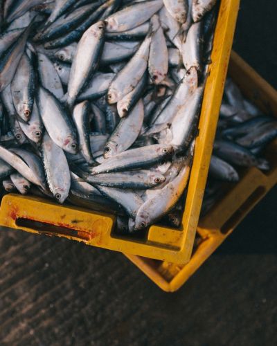 Frischer Fisch gehört fest zur Küche von Mauritius