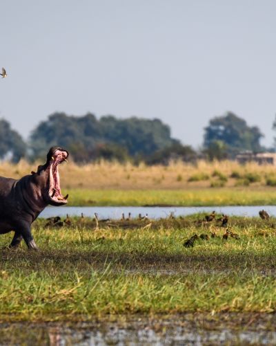 Südliches Afrika: Okavango Delta bis Victoriafälle