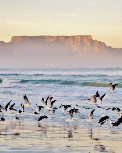 Südafrika: Höhepunkte und versteckte Juwelen am Westkap