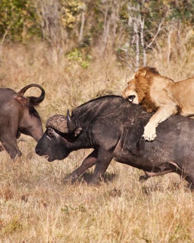 Secret Southern Tanzania: Safari and Wildlife