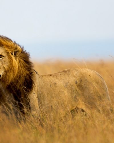 Mighty Lion watching the lionesses who are ready for the hunt in Masai Mara, Kenya