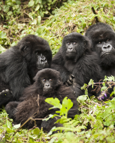 Tansania und Ruanda: Safaris und Gorilla-Trekking