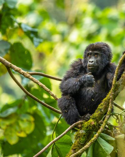 Kenya and Uganda Safari Tour: Big Five and Gorilla Trekking