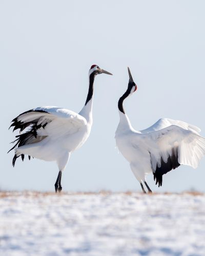 Two Japanese Red Crown Cranes in Winter, Kushiro, Japan