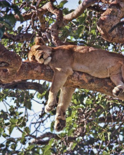 Uganda Sehenswürdigkeiten: Kletternde Löwen