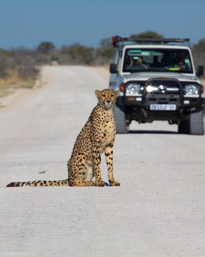 Etosha national park namibia, best road trips