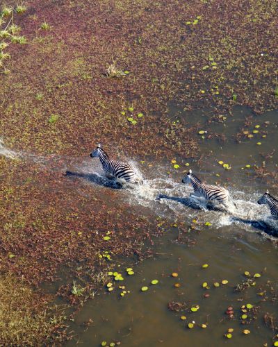 Aerial,View,Of,Plains,Zebras,,(equus,Quagga),,Okavango,Delta,,Botswana.