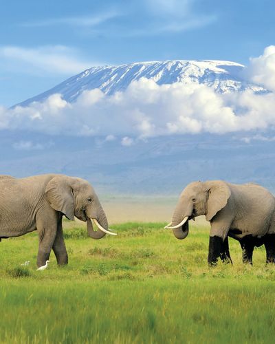 Two Elephants standing under the backdrop of a mountain