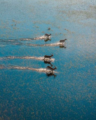 Aerial view of antelopes running across flooded grasslands, Okavango Delta, Moremi Game Reserve, Botswana