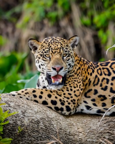 Brazil’s Wildlife & Natural Wonders