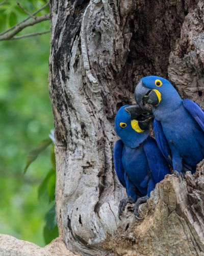 Brazil: Pantanal & Amazon