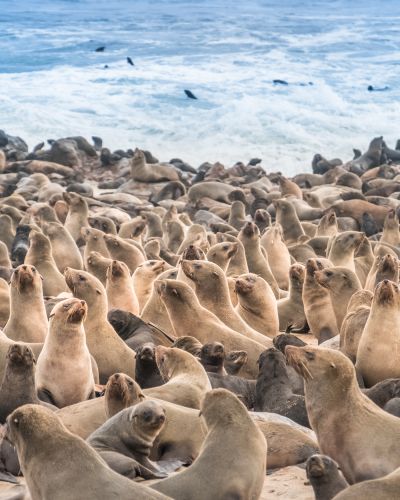 Cape-Cross-Seal-Reserve-in-the-South-Atlantic-in-the-Skeleton-Coast-Namib-desert-western-Namibia