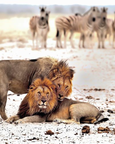 Lion-brothers-WILD-Etosha-national-Park-Namibia