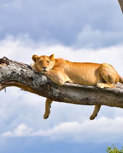 Tansania: Safari-Highlights im Norden & Sansibar