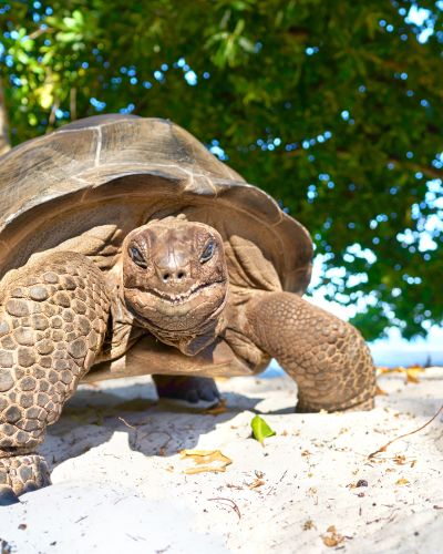 laughing-turtle-Seychelles-giant-tortoise-wildlife