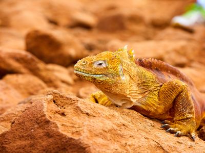 Galapagos