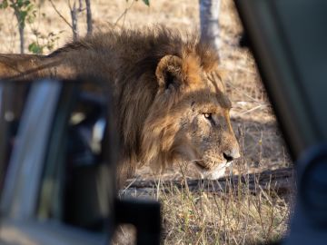 Wildlife Holidays in Botswana