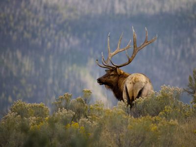 Yellowstone Wildlife Trails – Hotels