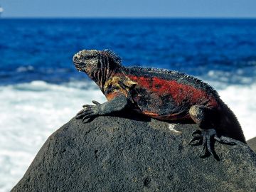 Marine Iguanas in the galapagos