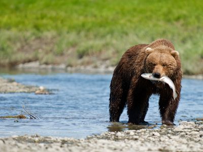 Alaskan Wildlife & Wilderness