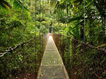 Hanging bridges