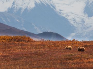 Alaska Wildlife & Wilderness