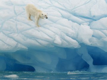 Spitsbergen Explorer: Wildlife Capital of the Arctic (2024)