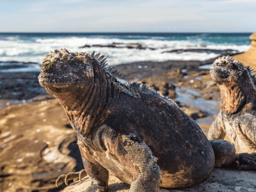 Galapagos lava – Pahoehoe and Aa lava  Galapagos Islands and Ecuador  Travel Blog