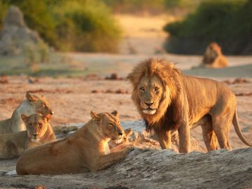 Botswana & Zimbabwe Lodge Safari