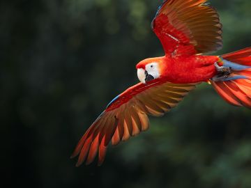 Amazon Rainforest