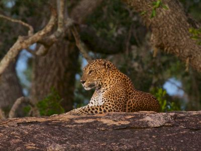 Wild Sri Lanka
