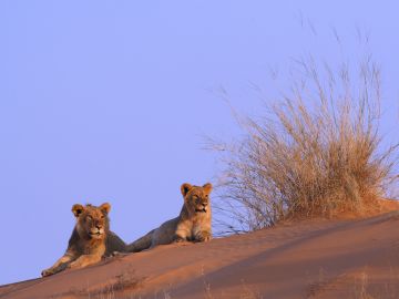 Kalahari Desert