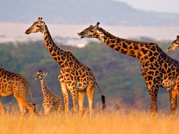 Masai Mara, Kenya