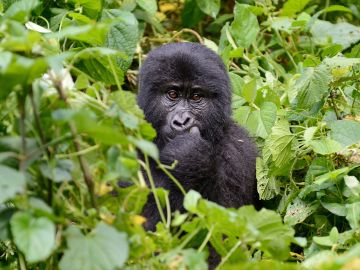 Blue Monkey — Destination Uganda Travelers