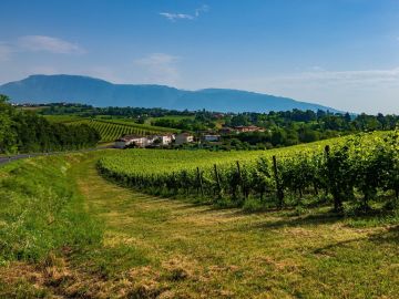 Venetian Villas and Vineyards Cycling