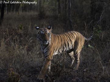 India Photography Safari with Paul Goldstein − First Departure