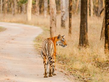 India Tiger Safari