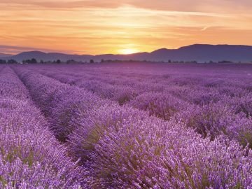 Lavender Field, Provence, France