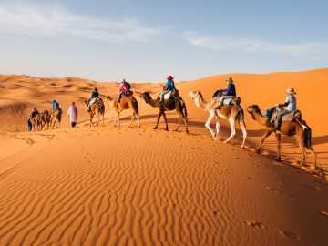 Morocco Camels