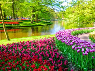 Rhine River Cruise in Tulip Season 2026