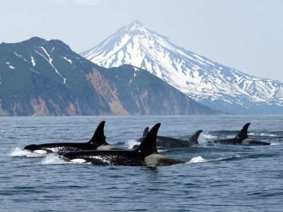 Whales & Bears of British Columbia