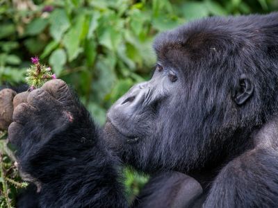 Gorillas & Masai Mara – Camping