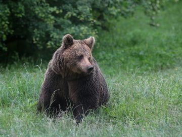 Bulgaria: Realm of the Brown Bear