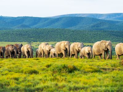Into The Wild: South African Safari Adventure