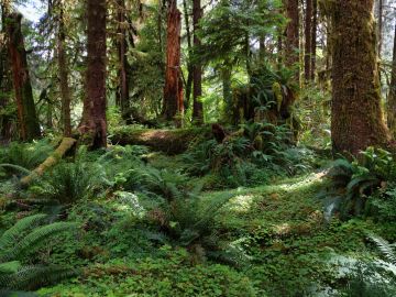Hoh rain Forest in Washington state coast, USA