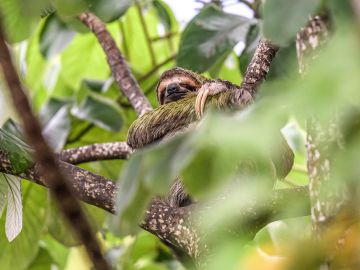 Discover Costa Rica – with Dominical