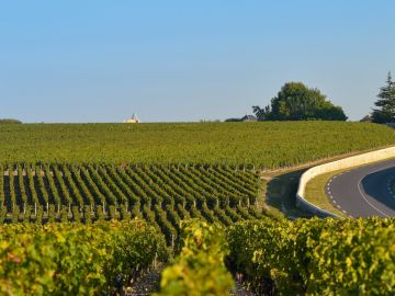 bordeaux-vineyards